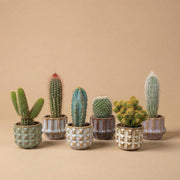 Cactus Set van 6 in Keramische Mini Potjes San Juan -  ↑ 8–12 cm