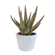 Aloë zebrina Dannyz 10,5cm - in witte pot