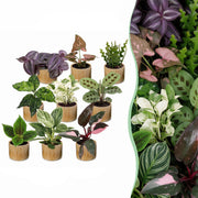 Baby Plants Surprise Box 9x - Verrassingsbox kleine planten - Diversen - Tropisch - incl. Linnea Honey - Ø6cm - ↕5-15cm