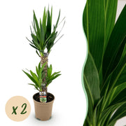 Yucca elephantipes - Weinig onderhoud - Groen - 2 - Pot 17cm - Hoogte 75cm