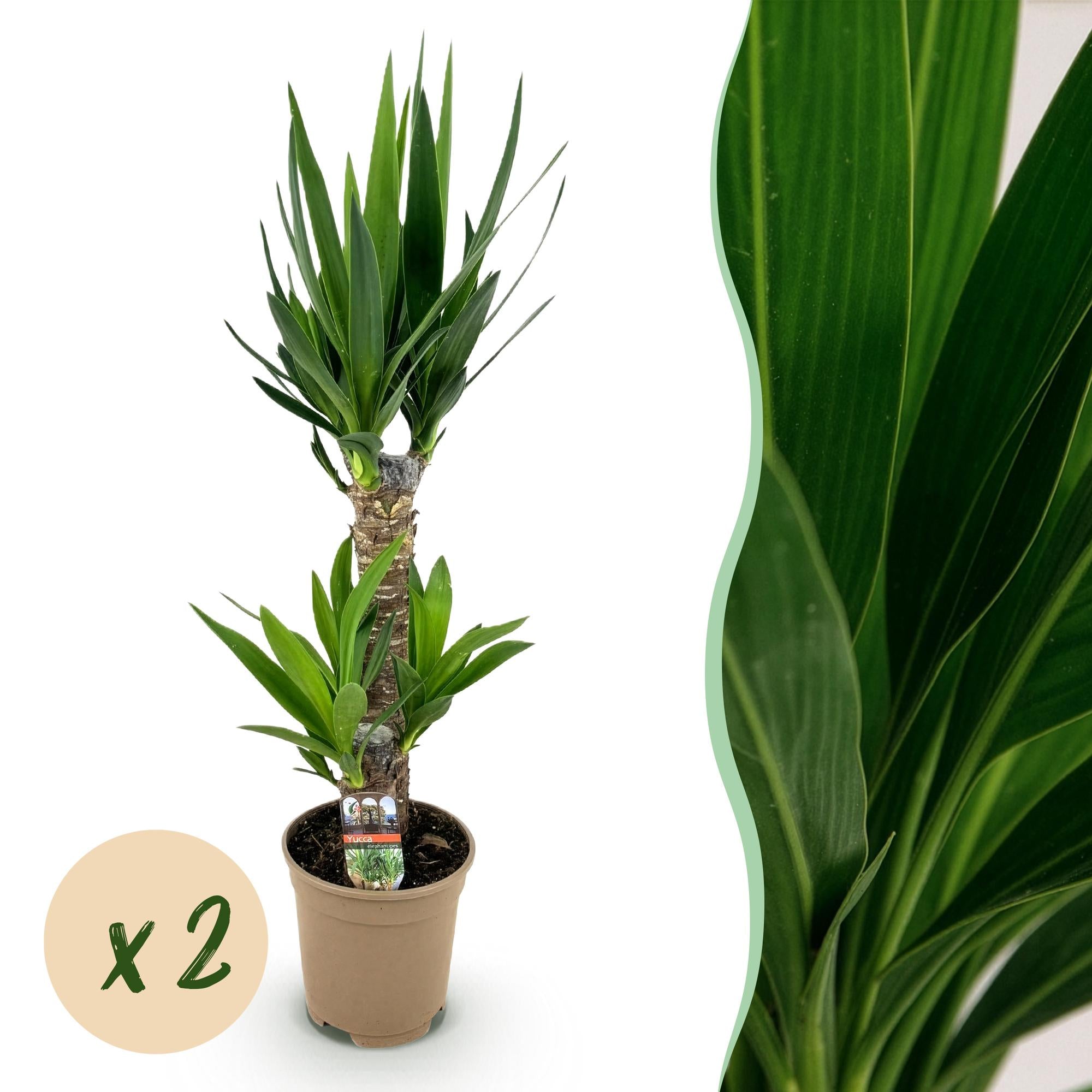 Yucca elephantipes - Weinig onderhoud - Groen - 2 - Pot 17cm - Hoogte 75cm