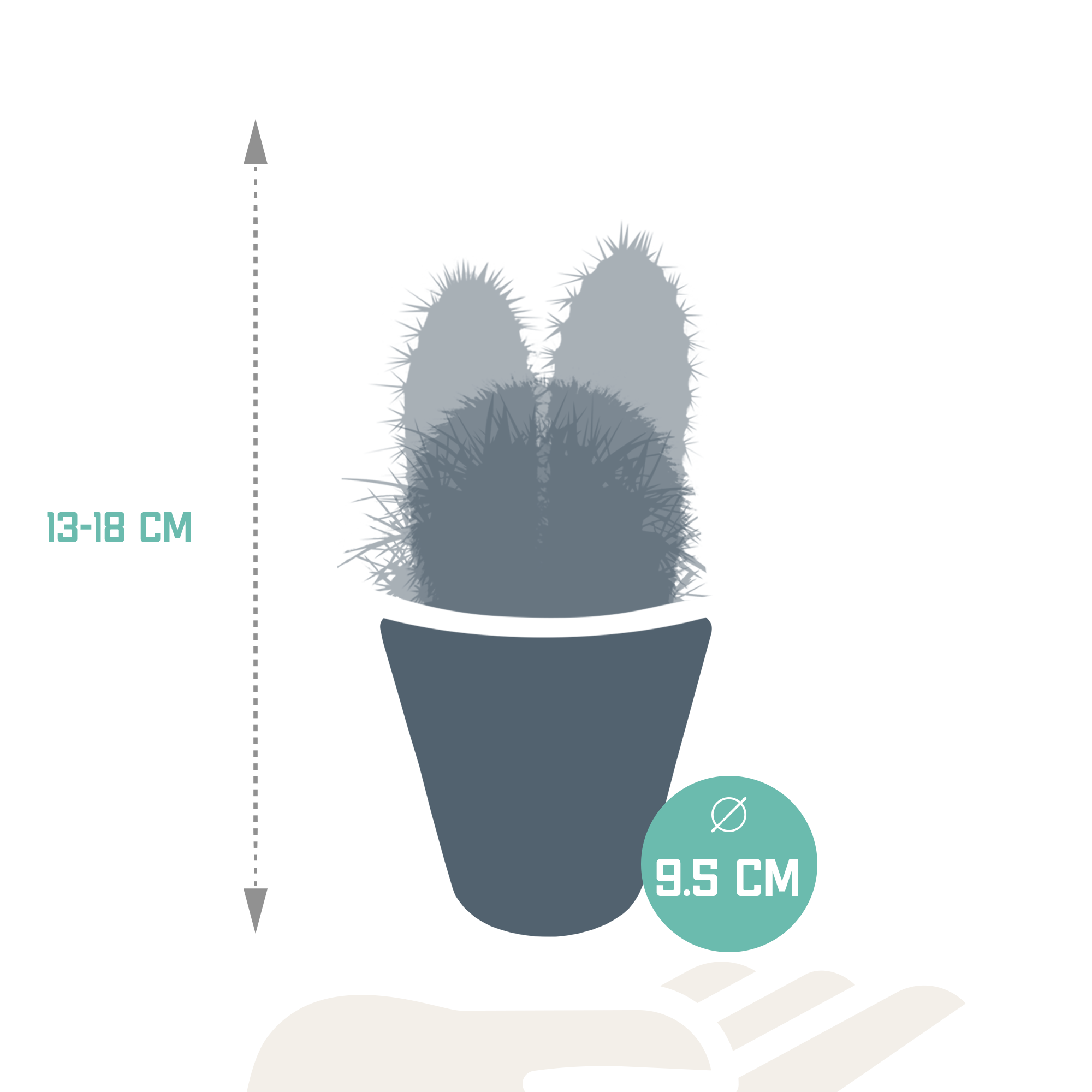 Mélange pour cactus 8,5 cm - 3x - en pot blanc