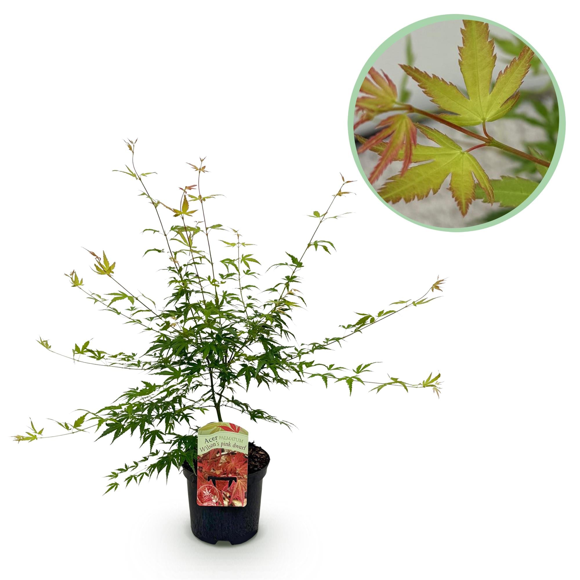 Japanse Esdoorn - Acer palmatum Pink Dwarf - Roze - 1 Plant - Bladverliezend - Pot 19cm Hoogte 70cm