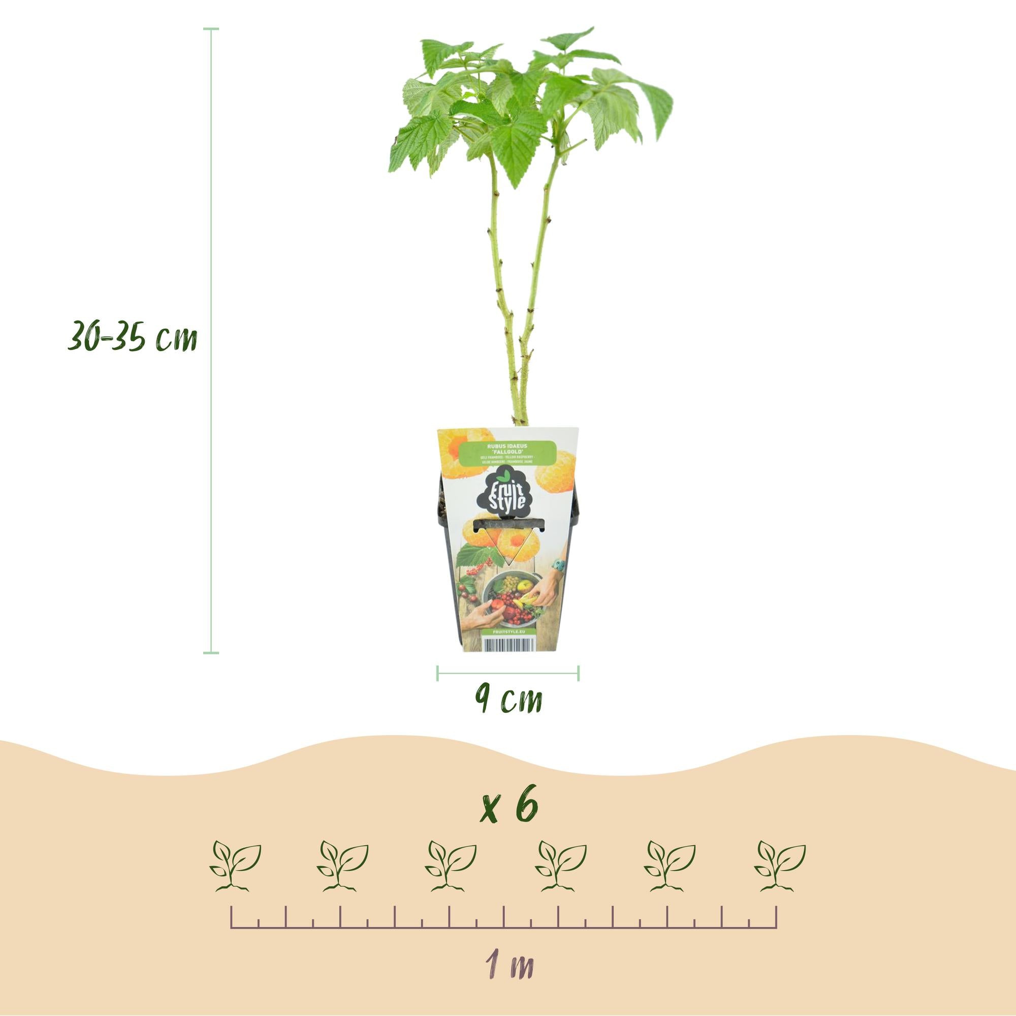Framboos - Rubus idaeus Fallgold - Winterhard - 3 Planten - Pot 9 cm - Gele Framboos