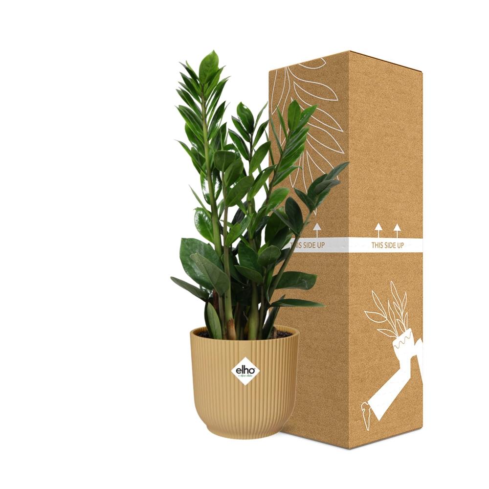 Zamioculcas – Altezza 45-50 in ELHO Vibes Fold 14cm giallo