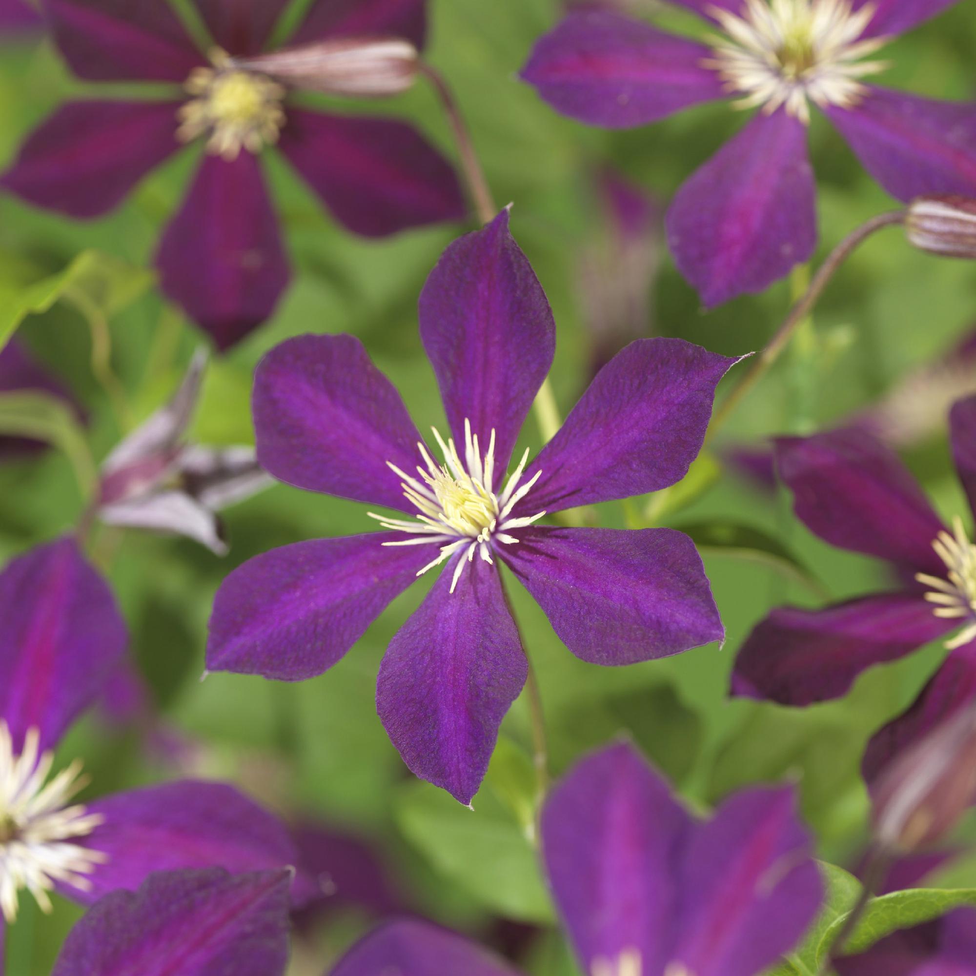 Clematis Mikelite - Bloem Paars - Weinig onderhoud -2 planten -  Pot 11cm Hoogte 40cm