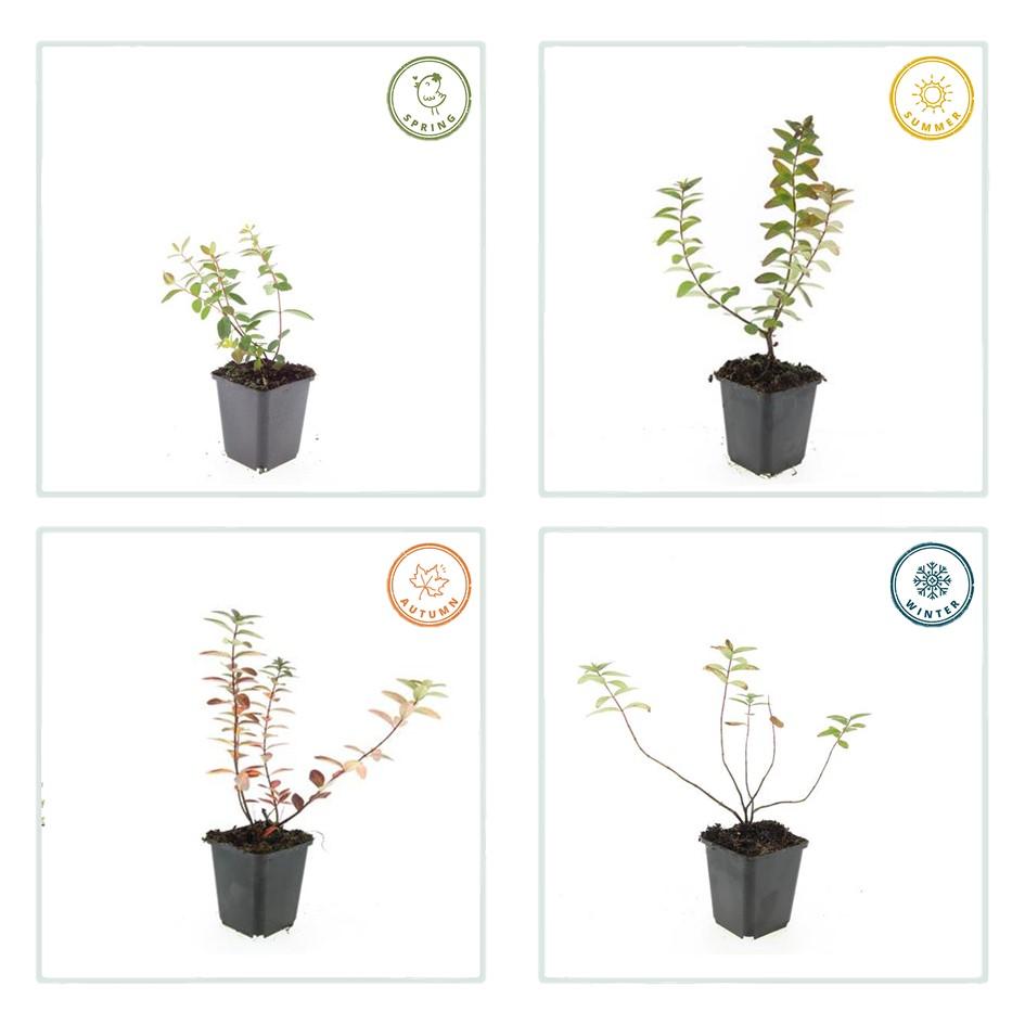 48x Hypericum dummeri 'Peter Dummer' - ↕10-25cm - Ø9cm