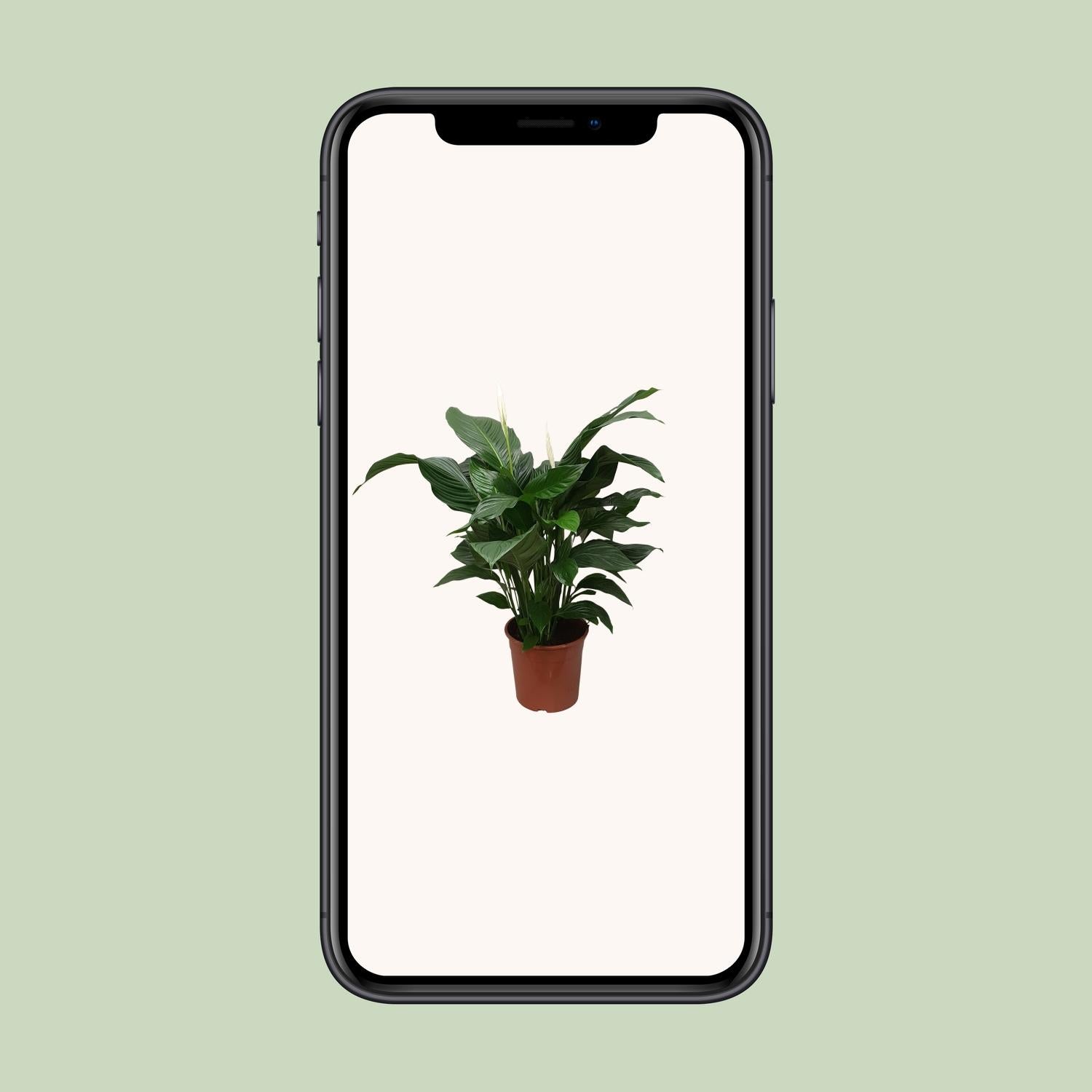 Spathiphyllum Dulce Silvana - Ø24cm - ↕80cm