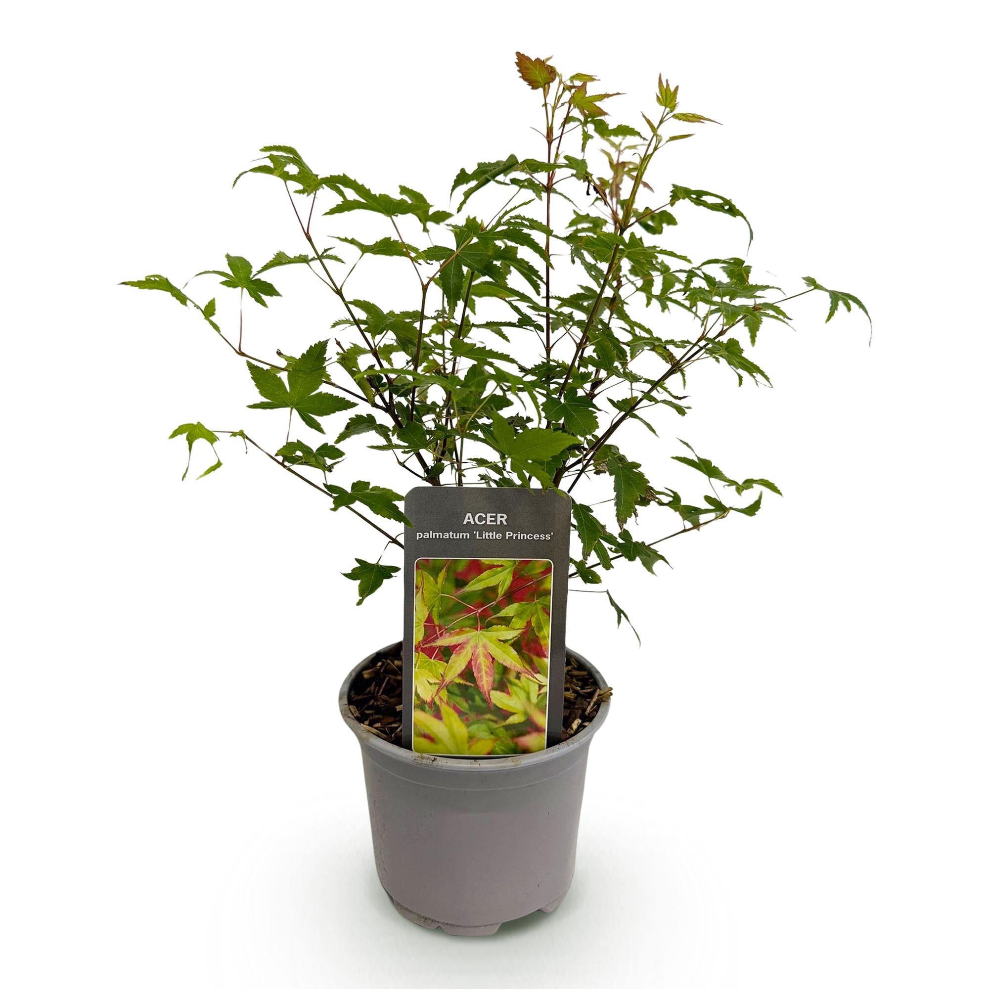 Acer palmatum Little Princess - Groen - 1 Plant - Bladverliezend - Weinig Onderhoud - Pot 12cm Hoogte 35cm