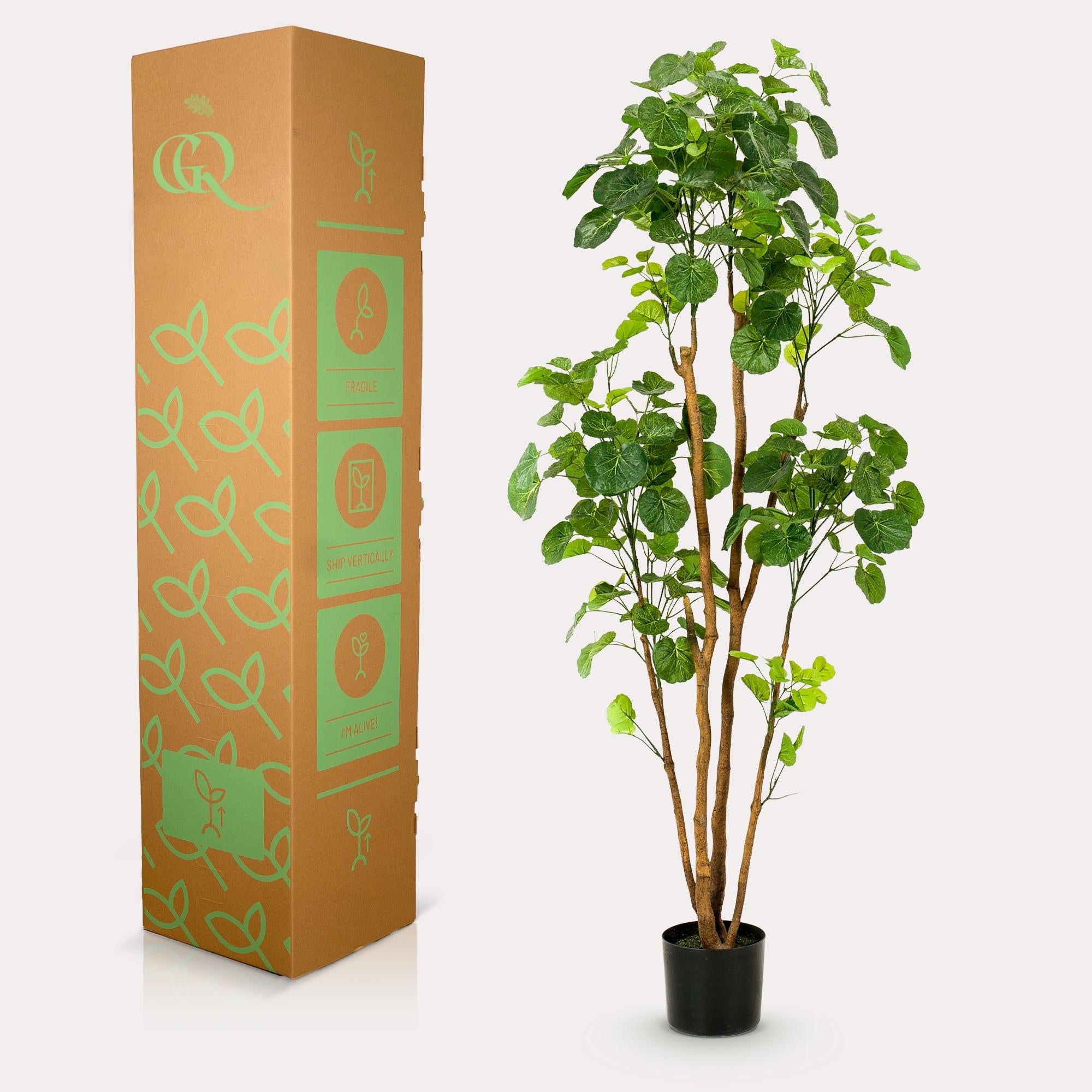 Pianta artificiale - Polyscias - Aralia - 160 cm