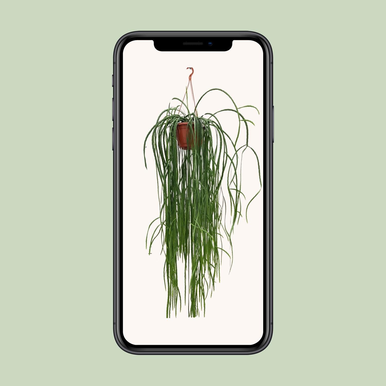 Lepismium Bolivianum - Ø20cm - ↕70cm