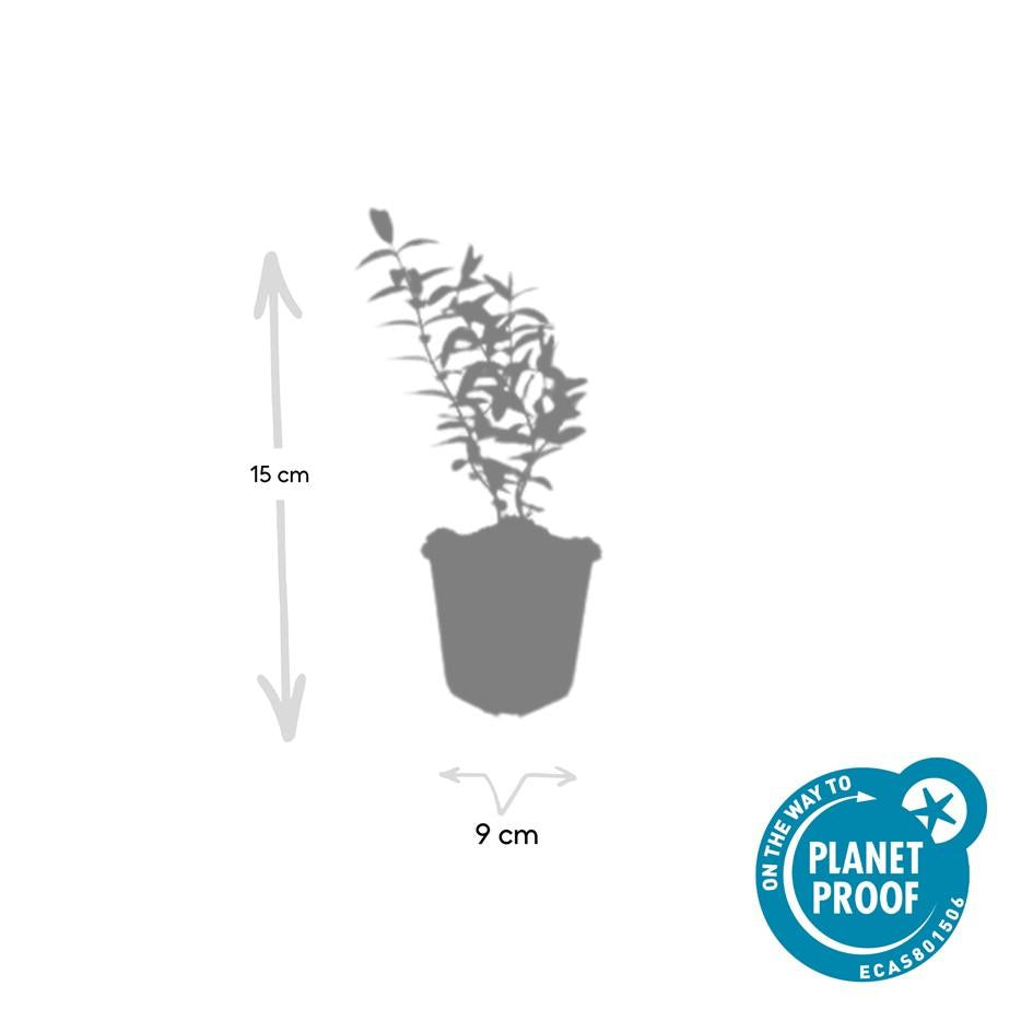 6 x Hypericum 'Hidcote' - ↕10-25cm - Ø9cm