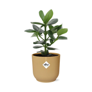 Clusia Princess in ELHO Vibes Fold 14cm geel