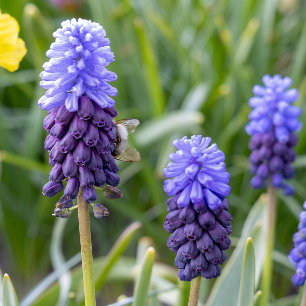 400x Muscari Latifolium - Flower bulbs - Broad-leaved grape hyacinth - Blue - Naturalizing bulb - Bulb size 5/6