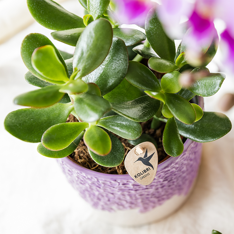 Kolibri Company | Plantenset Bloom Purple | Paarse Vienna orchidee + groene planten incl. sierpotten