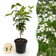 Cornus kousa chinensis - Bloem Wit - 3 Planten - Bladverliezend - Weinig Onderhoud - Pot 12cm Hoogte 35cm