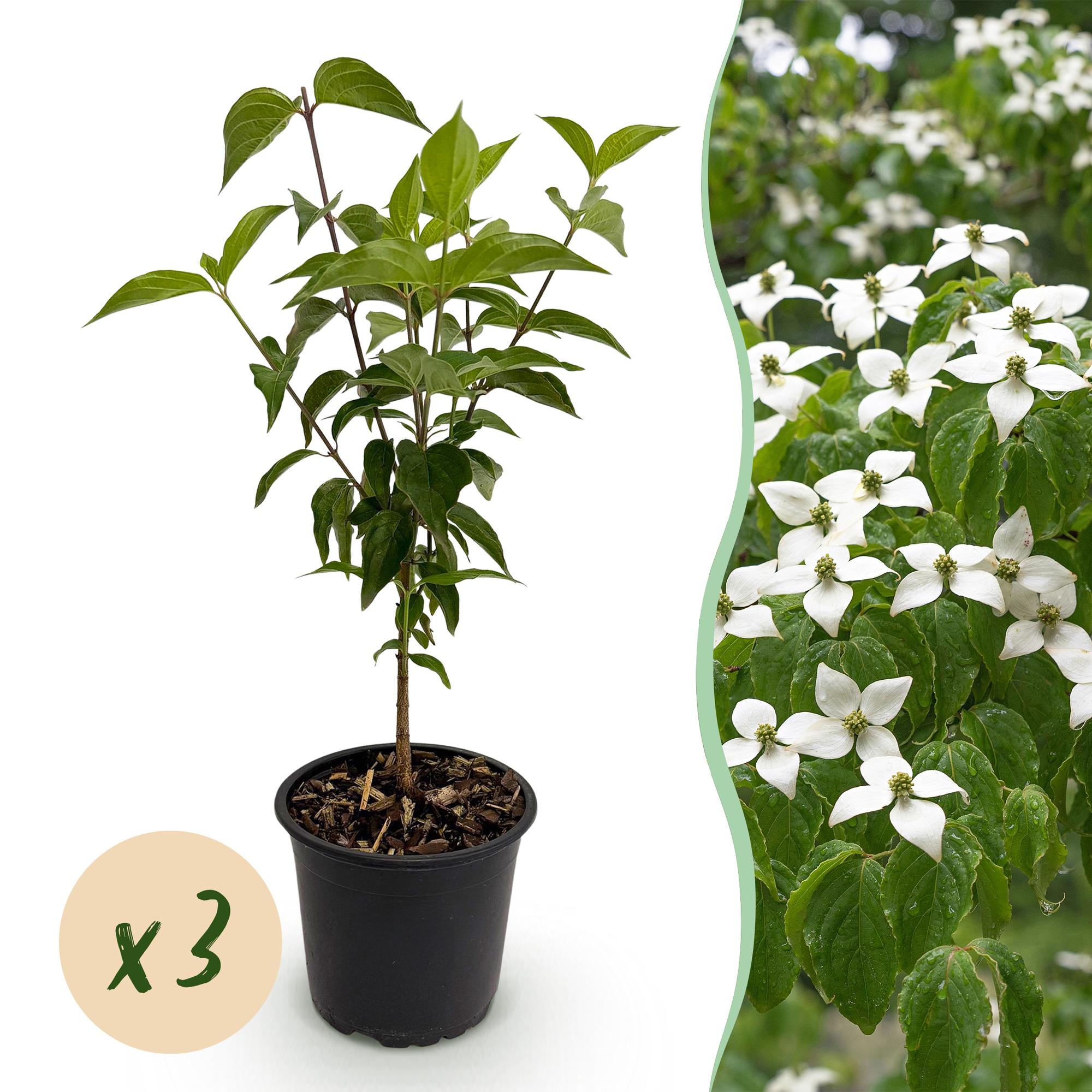 Cornus kousa chinensis - Bloem Wit - 3 Planten - Bladverliezend - Weinig Onderhoud - Pot 12cm Hoogte 35cm