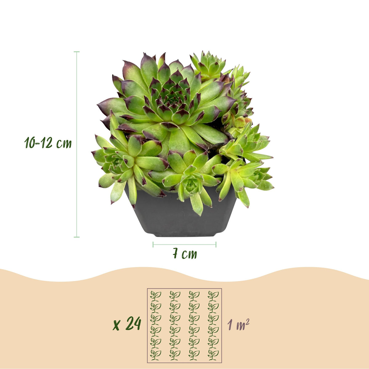 Sempervivum Big Sam - Ø7cm - ↕10-12cm - 12x
