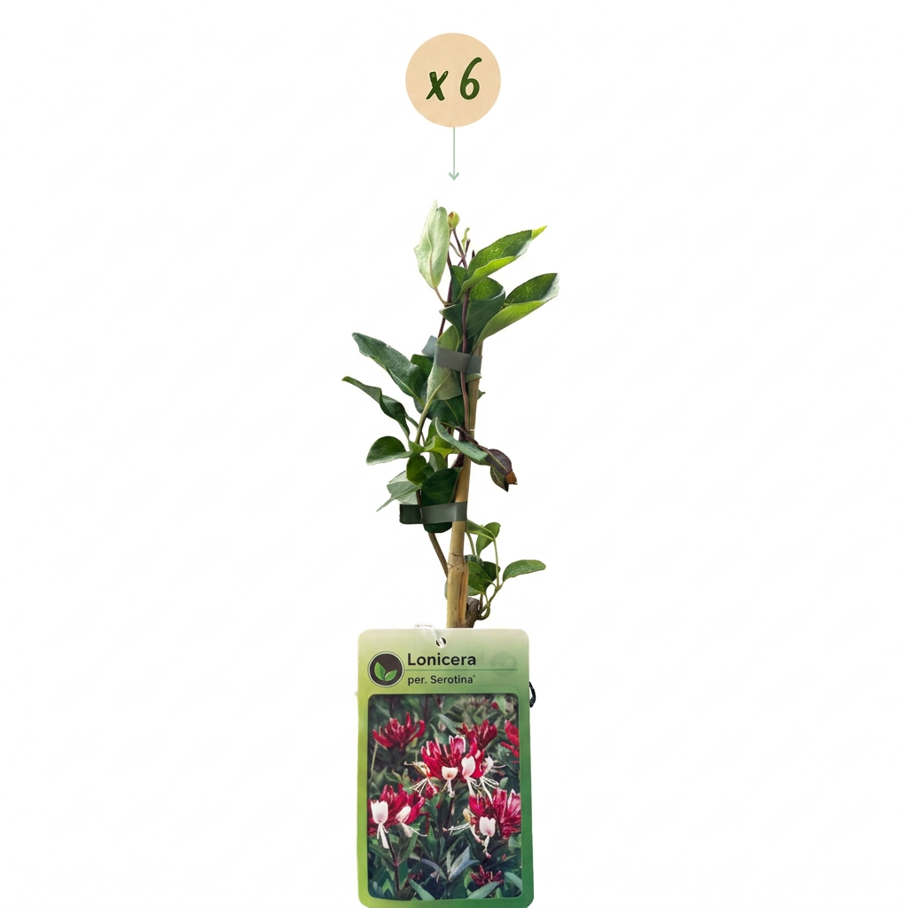 Lonicera per. 'Serotina' - Kamperfoelie 6x - Paars - Geel - Klimplant - Ø9cm - ↕35cm