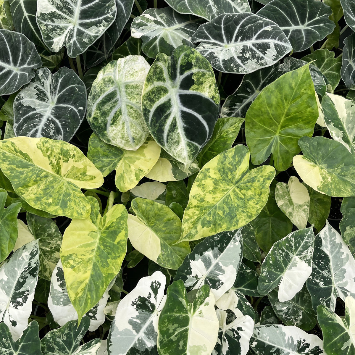 Baby Alocasia Tricolour Variegata 3x - Groen - Zwart - Variegata - Tropisch - incl. Copper Reef - Ø6cm - ↕5-15cm