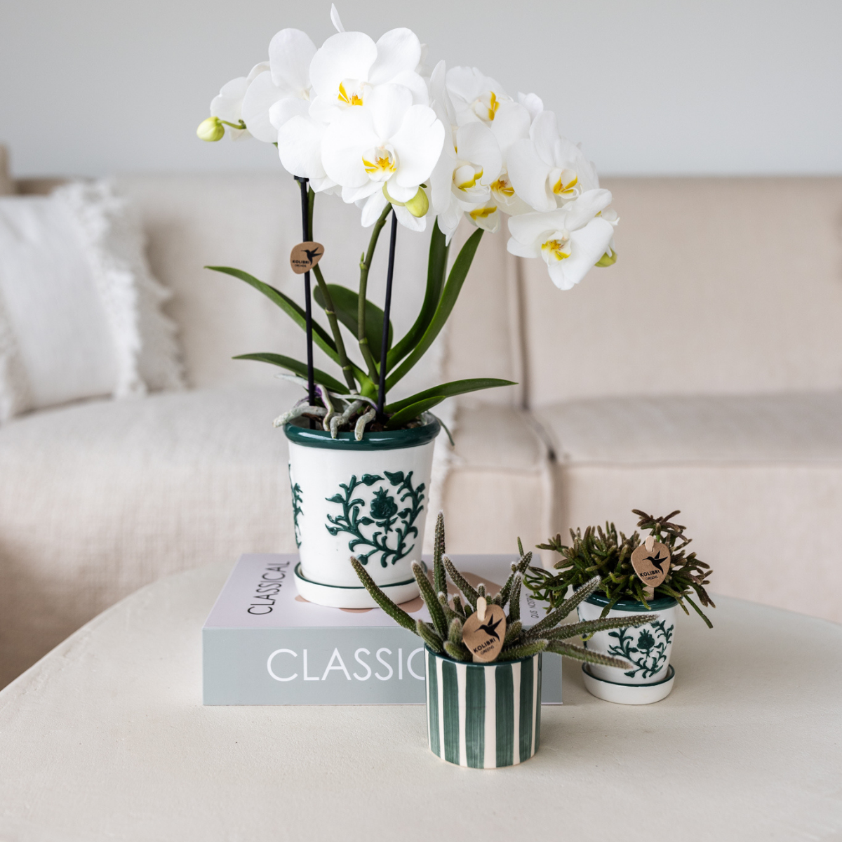 Kolibri Orchids | orchidea bianca Amabilis + vaso decorativo Malaga verde - dimensioni vaso Ø9cm | pianta da appartamento fiorita - fresca dal coltivatore