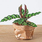 Calathea Lancifolia - Pianta di pavone - Pianta da terrario - Vaso misura 6