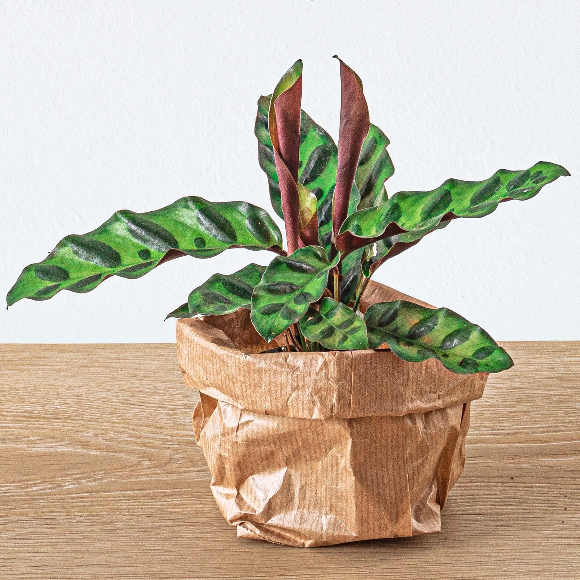 Calathea Lancifolia - Pianta di pavone - Pianta da terrario - Vaso misura 6