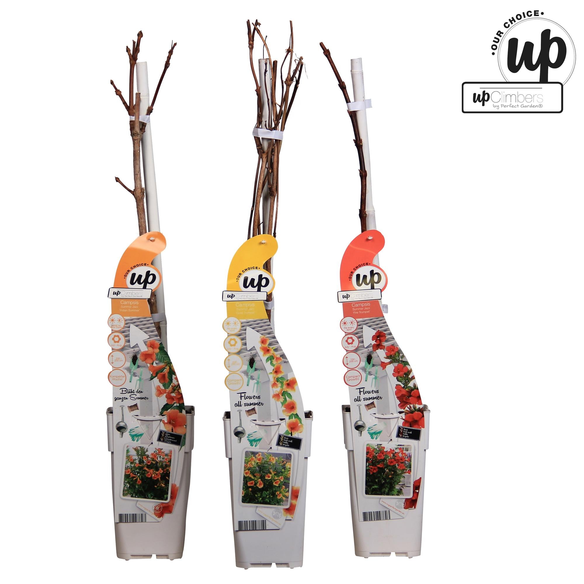 Oferta de verano de 3x Campsis - Trompeta Campsis Summer Jazz Fire - Trompeta Campsis Summer Jazz Gold - Campsis Indian Summer - ↨65cm - Ø15cm