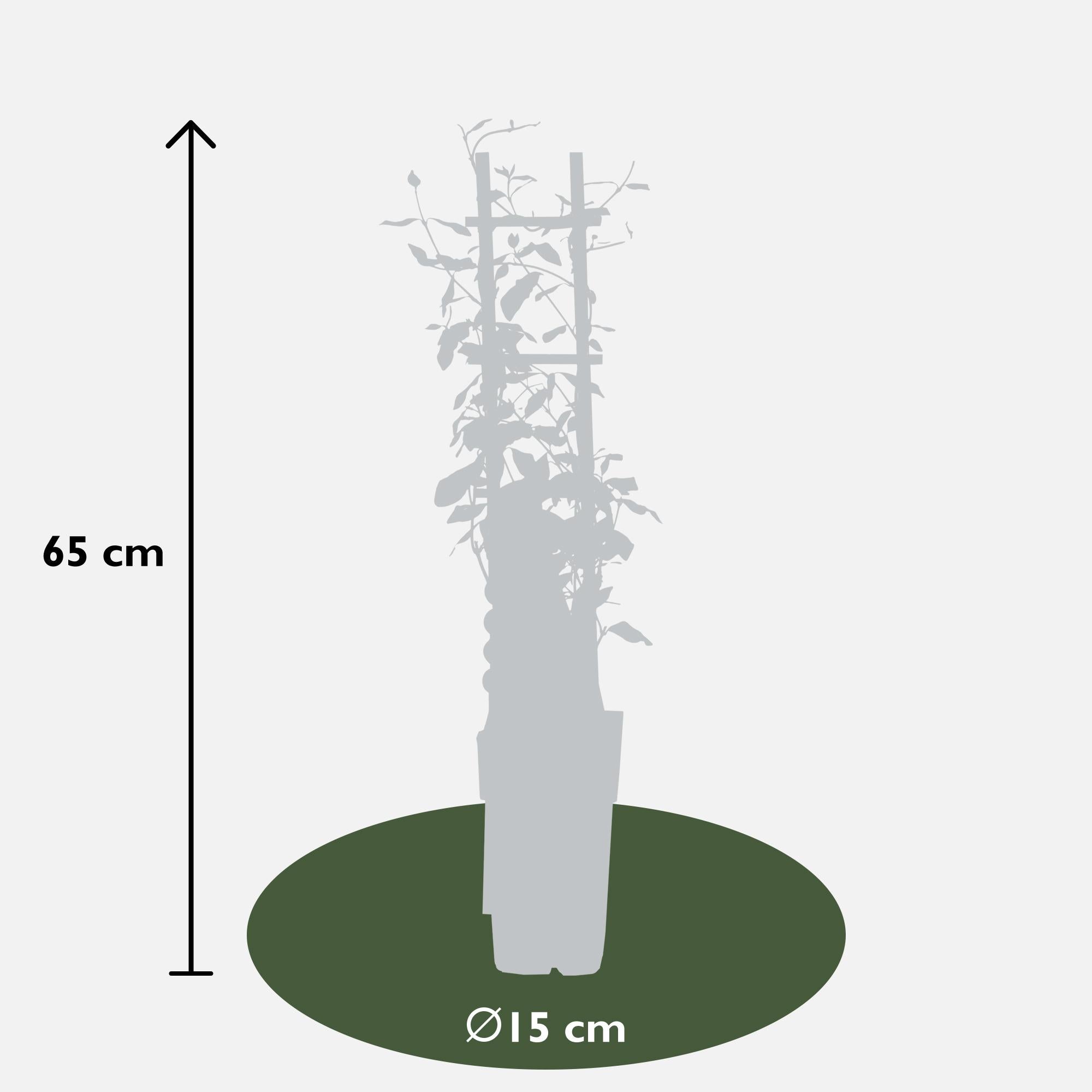 3x - Mélange de Trachelospermum - ↨65cm - Ø15