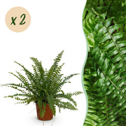 Nephrolepsis exaltata Green Lady - Varen - Huisdiervriendelijk - Groen - 2 Planten - Pot 12cm - Hoogte 28-30cm