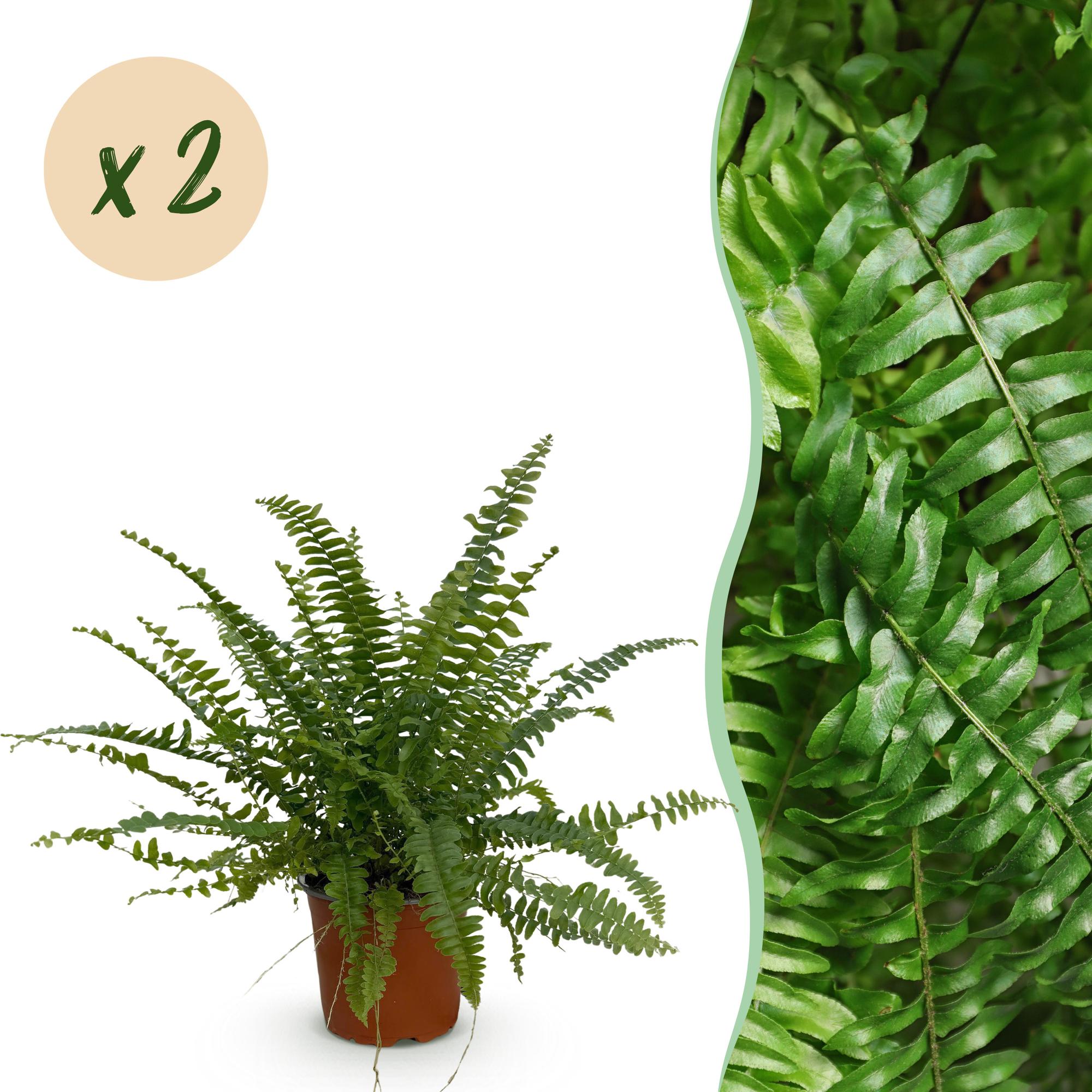 Nephrolepsis exaltata Green Lady - Varen - Huisdiervriendelijk - Groen - 2 Planten - Pot 12cm - Hoogte 28-30cm