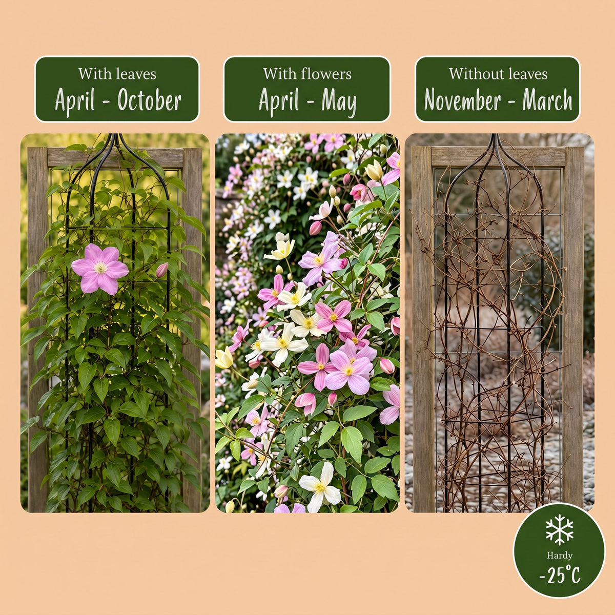 Clematis montana Tricolour - Bergclematis 12x- Wit - Roze - Licht Roze - Klimplant - Ø9cm - ↕35cm