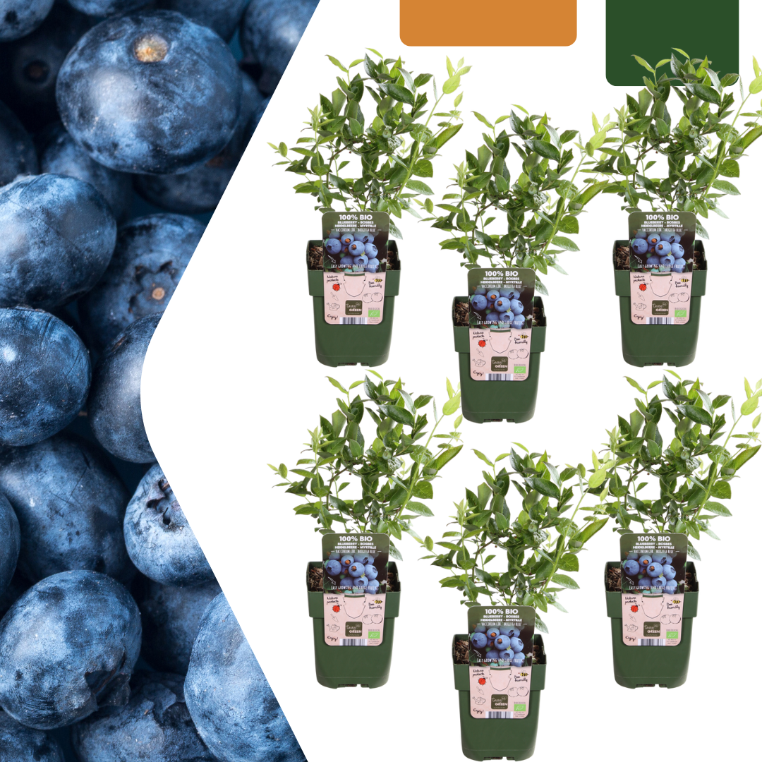 6 plants de myrtilles BIO - Ø 13 cm - ↨ 20 cm