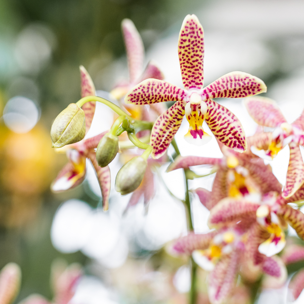 Kolibri Orchids | Orchidea 'Spider' arancione + vaso decorativo Mosa Orange - Dimensioni del vaso Ø9 cm | Pianta da appartamento fiorita - Fresca dal coltivatore