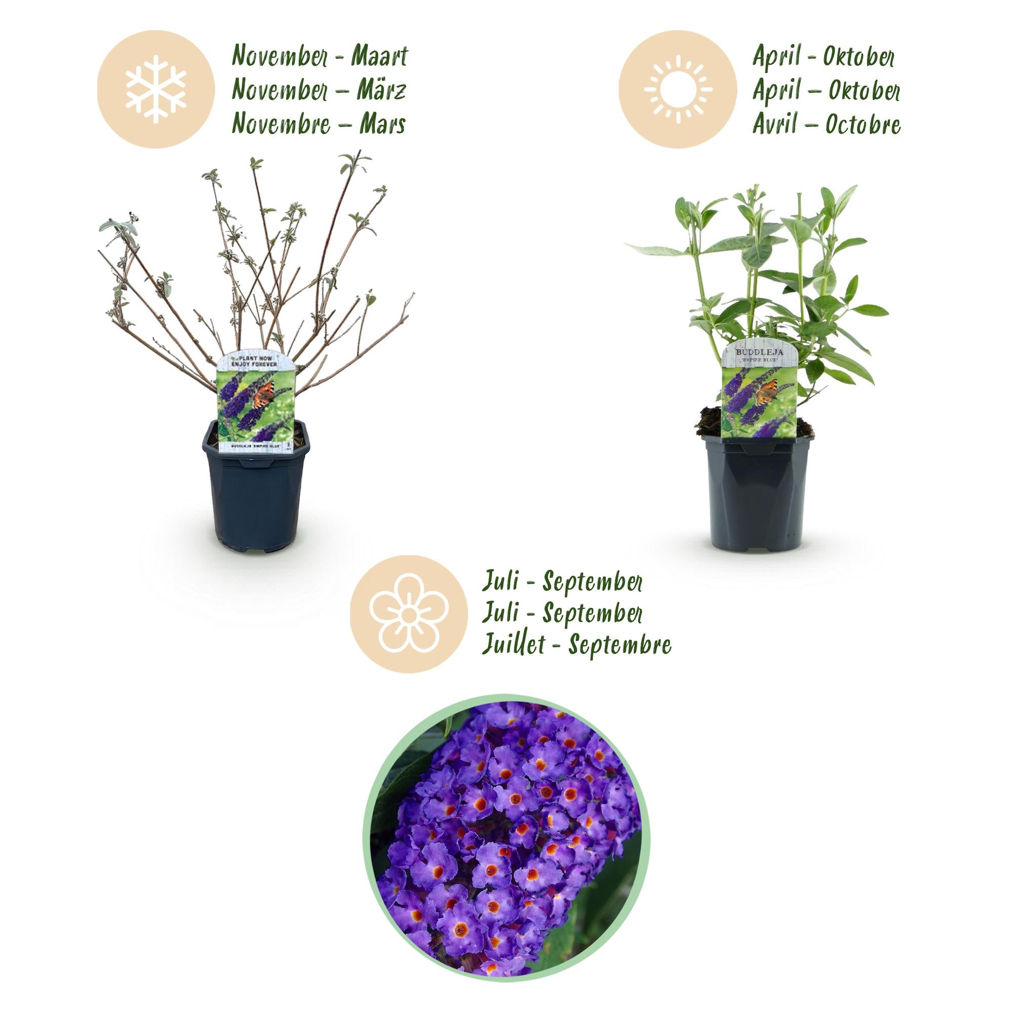 Buddleja davidii Empire Blue - Vlinderstruik - Winterhard - Blauw - 3 Planten - Pot 17cm - Hoogte 45cm