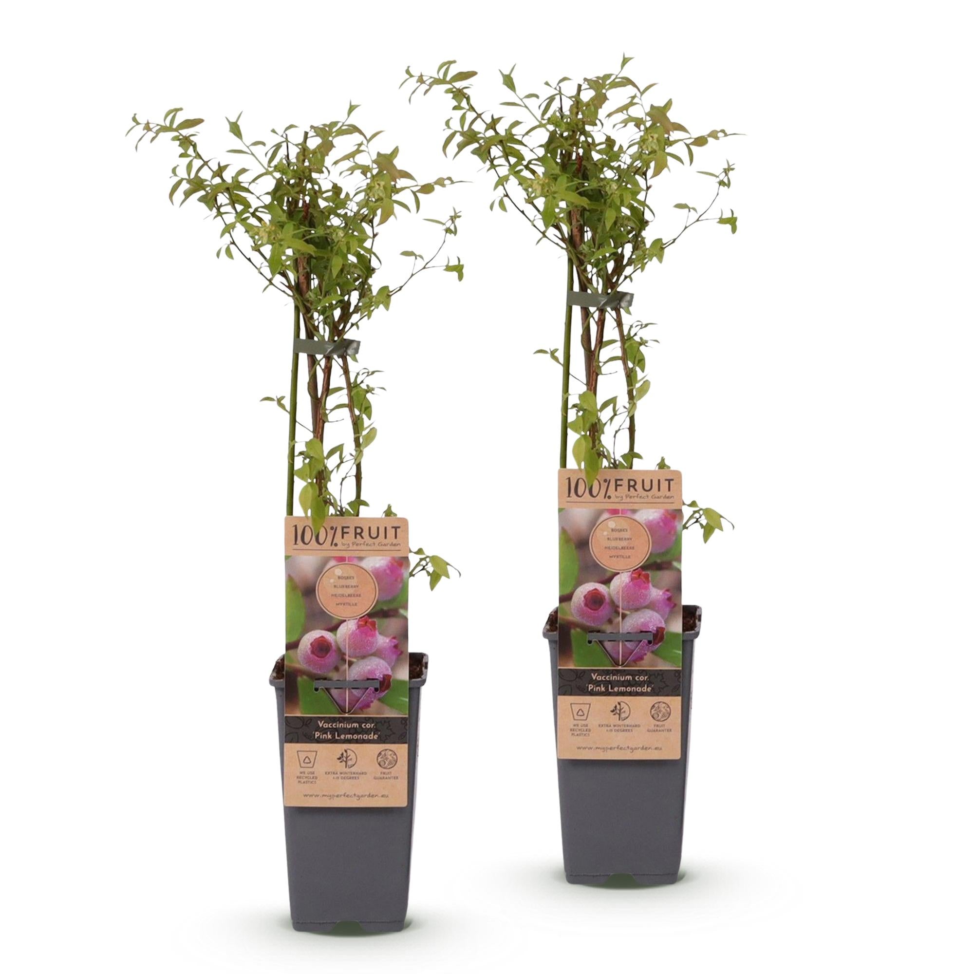 Vaccinium cor. Pink Lemonade - Roze Bosbes - Winterhard - Roze Bes - 2 Planten - Pot 15cm - Hoogte 50cm