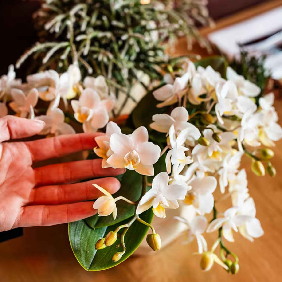 Kolibri Orchids | Witte Jungle Bouquet Botanic Nazare in Reed Basket