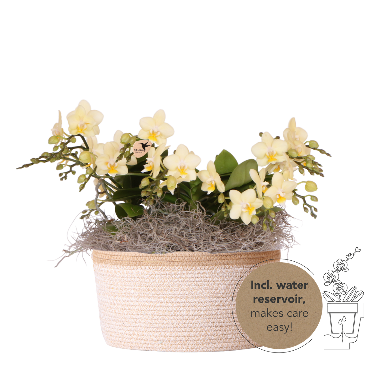 Kolibri Orchids | Gult djungelbukett botanisk gul i bomullskorg