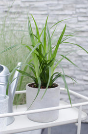 3x - Carex morrowii 'Irish Green' - ↨30cm - Ø14