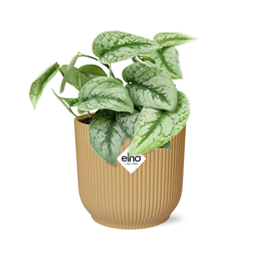 Scindapsus Pictus 'Trebie' in ELHO Vibes Fold 14cm gelb