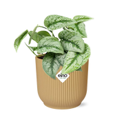 Scindapsus Pictus 'Trebie' in ELHO Vibes Fold 14cm gelb