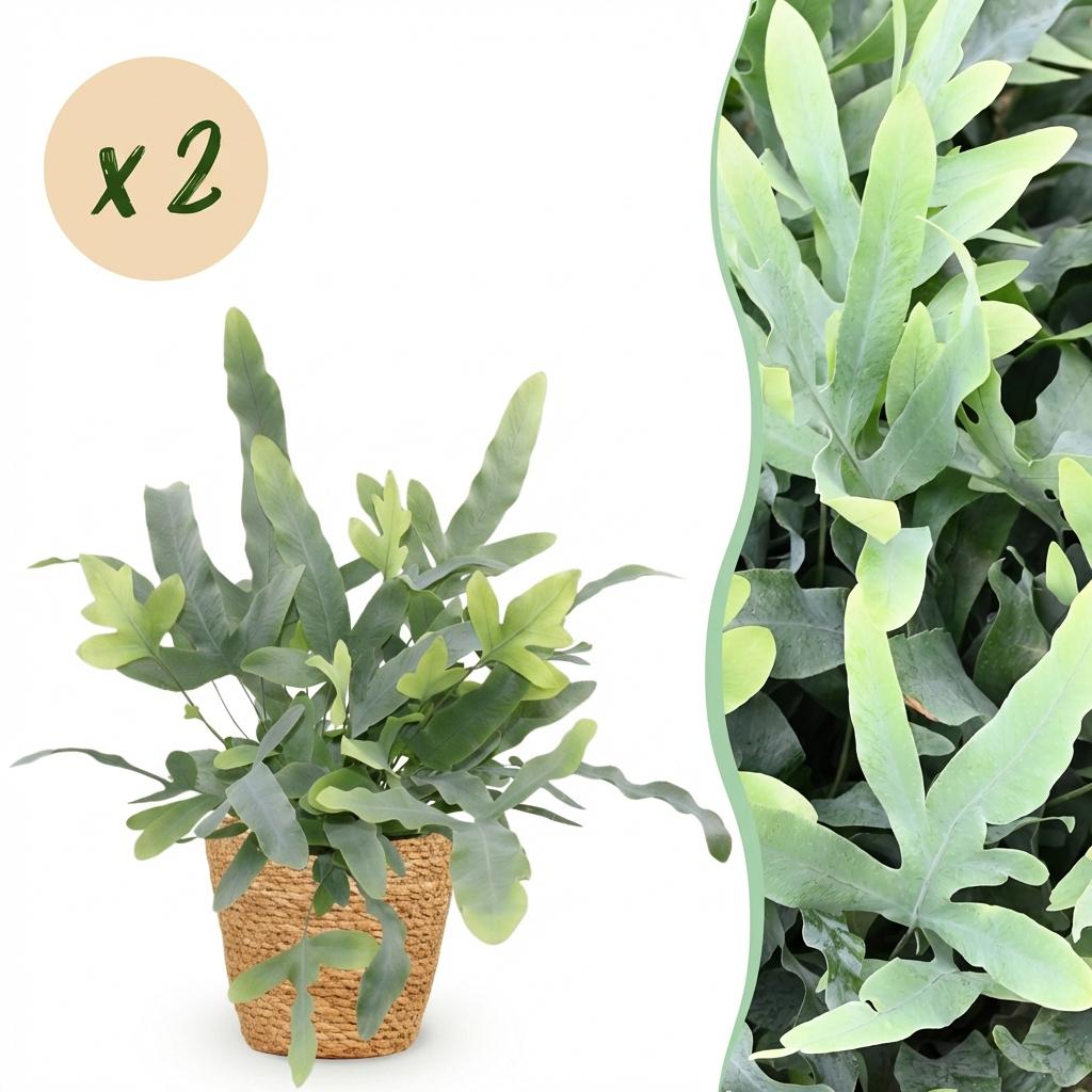 Phlebodium aureum Blue Star - Blauwe Varen - Blauw - 2 Planten - met Mand - Pot 12cm - Hoogte 25cm