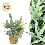Phlebodium aureum Blue Star - Blauwe Varen - Blauw - 2 Planten - met Mand - Pot 12cm - Hoogte 25cm