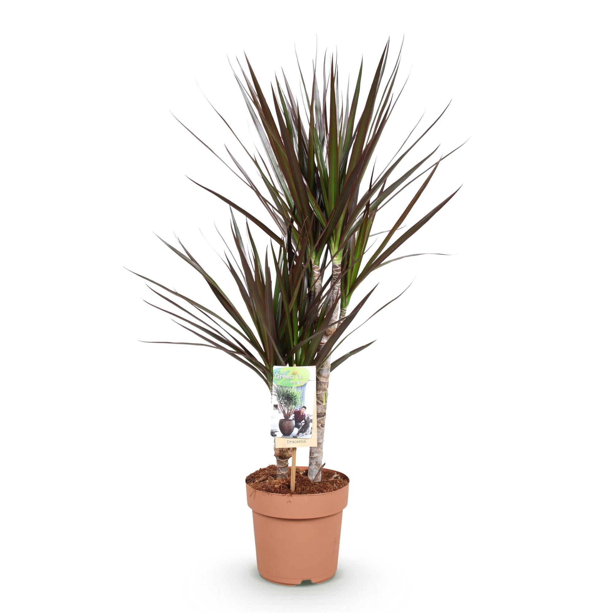 Dracaena Magenta - Drakenbloedboom - Weinig onderhoud - Groen - 1 Plant - Pot 17cm - Hoogte 70-80cm