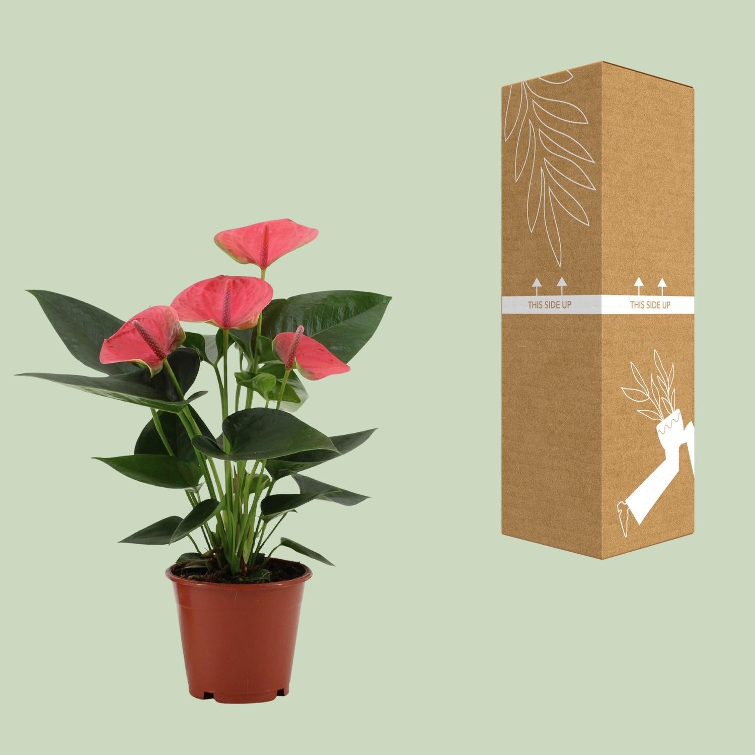 Anthurium Sweet Dream in custodia trasparente - Ø12cm - ↕36cm