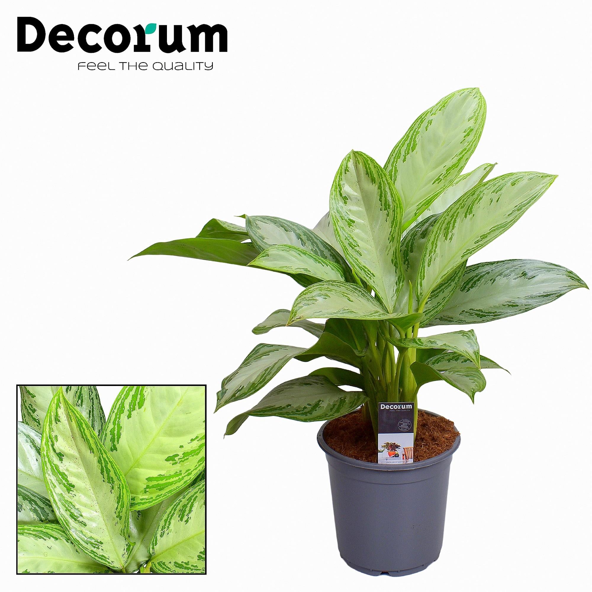 Aglaonema Baie Argentée - Ø21cm - ↕80cm