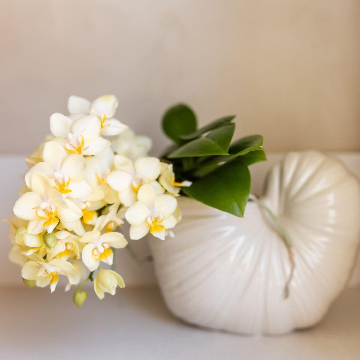 Kolibri Orchids | Combi Deal - 4 Gele Phalaenopsis Orchideeën Botanic Yellow - Ø9 cm
