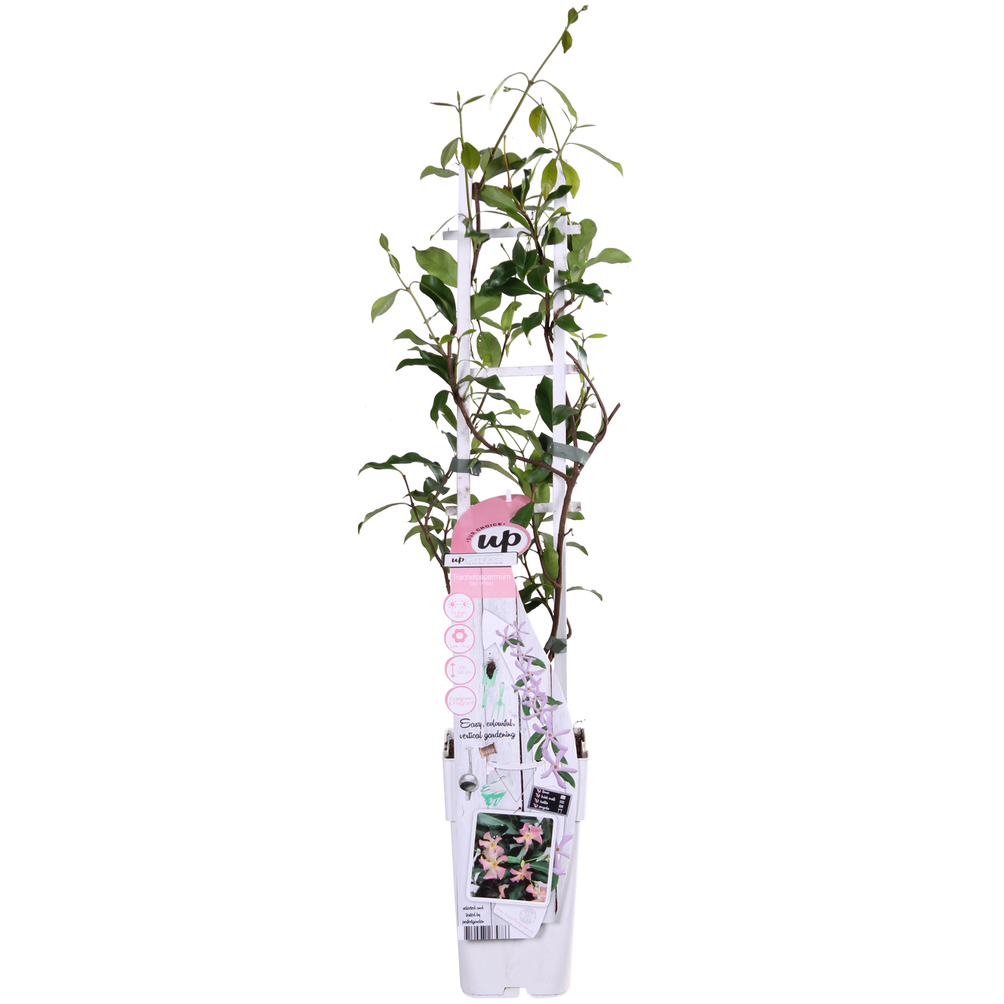 Trachelospermum 'Star of Ibiza' - Jasmin rose de Toscane - Ø15cm - ↕65cm