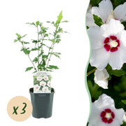 Hibiscus syriacus Red Heart - Tuin Hibiscus - Winterhard - Wit - Rood - 3 Planten - Pot 17cm - Hoogte 45cm