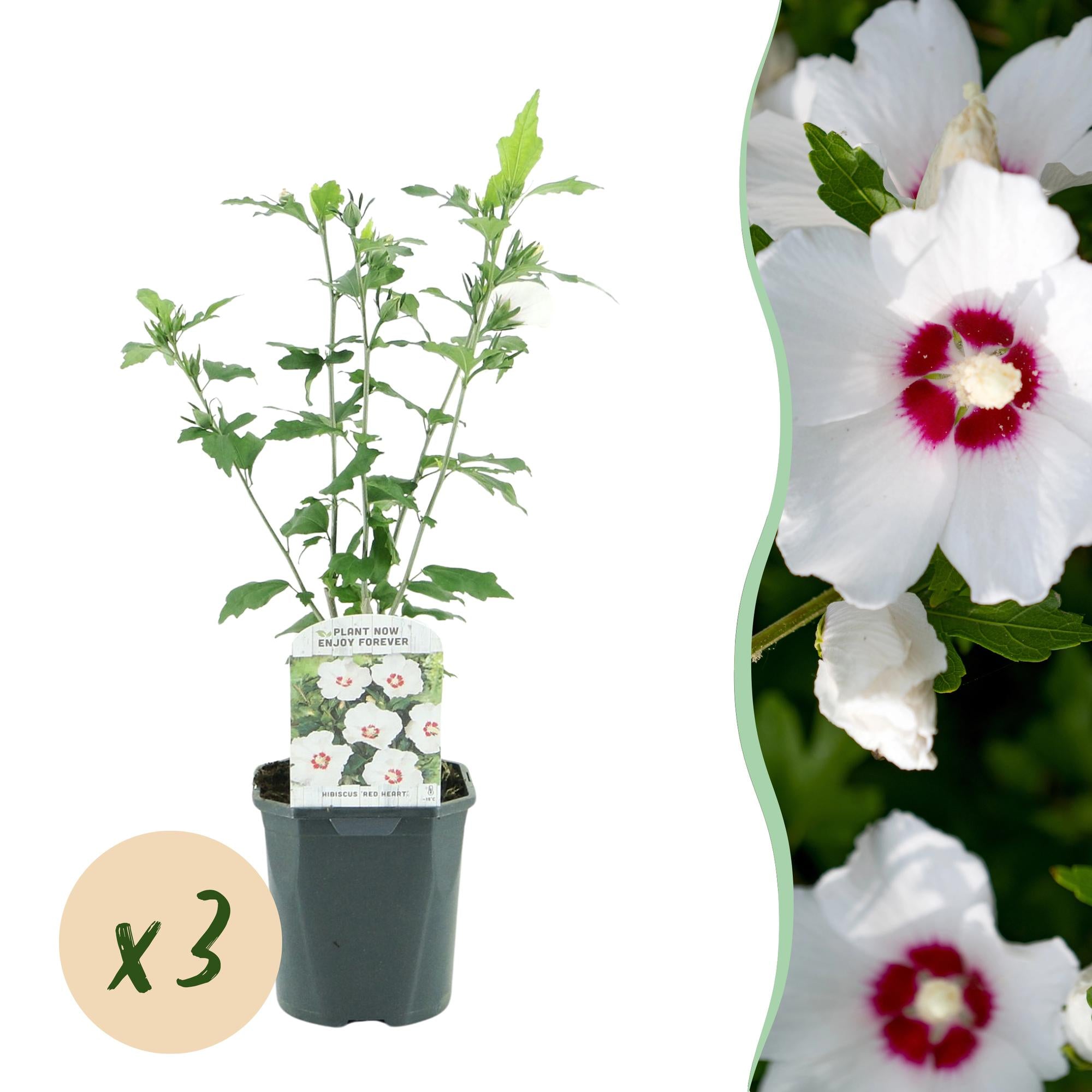 Hibiscus syriacus Red Heart - Tuin Hibiscus - Winterhard - Wit - Rood - 3 Planten - Pot 17cm - Hoogte 45cm